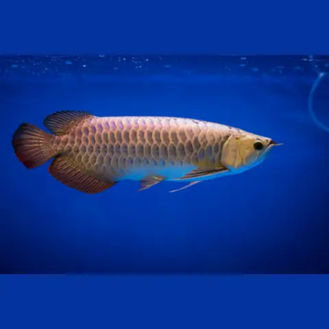 Cá Rồng 24k9999 Là Gì? Bí Mật Về Loài Cá Thần Thánh Trong Văn Hóa Phương Đông