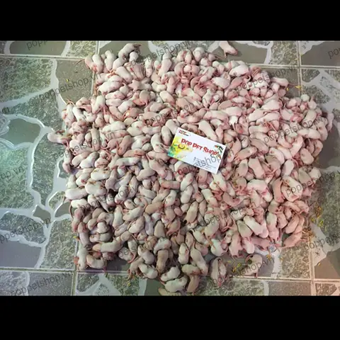 Cá Rồng Ăn Chuột: Hướng Dẫn Chi Tiết Từ A-z Cá Rồng Ăn Chuột: Hướng Dẫn Chi Tiết Từ A-z