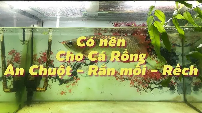 Cá Rồng Ăn Chuột: Hướng Dẫn Chi Tiết Từ A-z Cá Rồng Ăn Chuột: Hướng Dẫn Chi Tiết Từ A-z