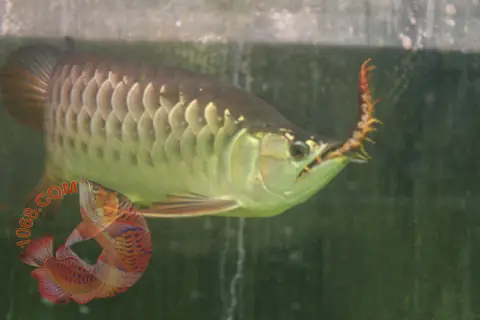 Cá Rồng An Rết Có Tác Dụng Gì? Tổng Quan Khoa Học Về Loài Vật Kỳ Lạ Cá Rồng An Rết Có Tác Dụng Gì? Tổng Quan Khoa Học Về Loài Vật Kỳ Lạ