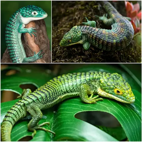 Cá Rồng Có Nên Ăn Thằn Lằn? Hướng Dẫn Chi Tiết Từ Chuyên Gia