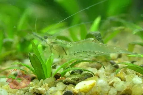 Cá Rồng Ăn Tôm: Hướng Dẫn Dinh Dưỡng Và Cách Cho Ăn Đúng