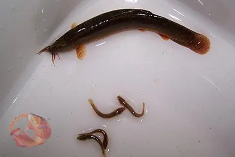 Cá Rồng Ăn Trạch: Hướng Dẫn Chi Tiết Về Thức Ăn Sống Cho Cá Rồng