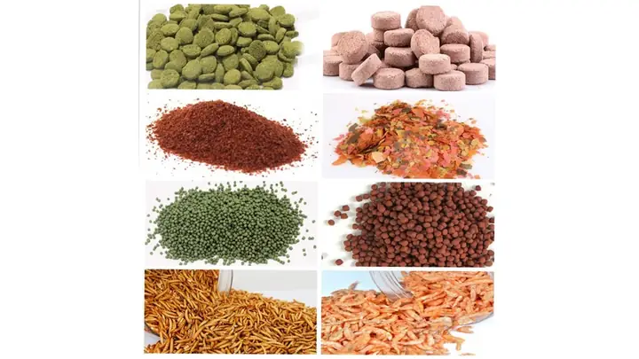 Thức Ăn Thích Hợp Và Chế Độ Dinh Dưỡng Cho Cá Rồng Trắng