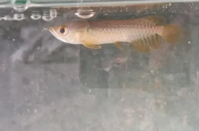 Hướng Dẫn Chi Tiết Cách Bắt Cá Rồng Và Địa Điểm Săn Tìm Loài Cá Quý