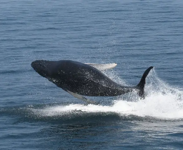 Cá Rồng Bị Gãy Đuôi: Nguyên Nhân, Cách Xử Lý Và Biện Pháp Phòng Ngừa