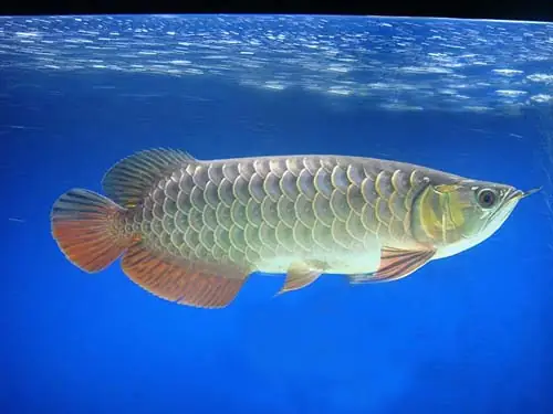 Cá Rồng Bị Gãy Đuôi: Nguyên Nhân, Cách Xử Lý Và Biện Pháp Phòng Ngừa