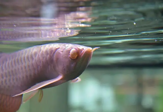 Cá Rồng Bị Mù Mắt: Nguyên Nhân, Dấu Hiệu Và Cách Xử Lý Hiệu Quả