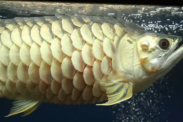 Cá Rồng Bị Xù Vẩy: Nguyên Nhân Và Cách Xử Lý Hiệu Quả Tại Nhà Cá Rồng Bị Xù Vẩy: Nguyên Nhân Và Cách Xử Lý Hiệu Quả Tại Nhà