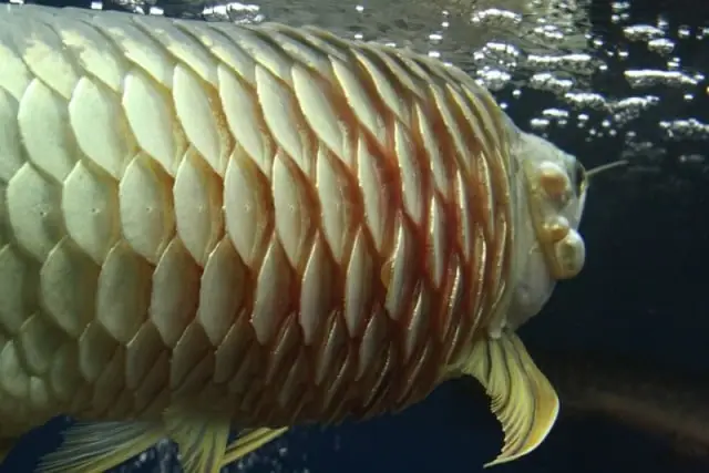 Cá Rồng Bị Xù Vẩy: Nguyên Nhân Và Cách Xử Lý Hiệu Quả Tại Nhà Cá Rồng Bị Xù Vẩy: Nguyên Nhân Và Cách Xử Lý Hiệu Quả Tại Nhà