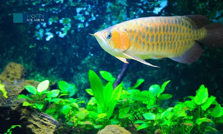 Xù Vảy Ở Cá Rồng Là Gì? Dấu Hiệu Nhận Biết Chính Xác Xù Vảy Ở Cá Rồng Là Gì? Dấu Hiệu Nhận Biết Chính Xác