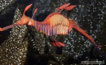 Cá Rồng Biển Thân Lá Và Thân Cỏ.