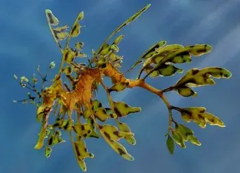 Cá Rồng Biển Thân Lá Và Thân Cỏ.