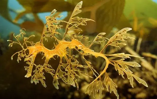 Cá Rồng Biển Thân Lá Và Thân Cỏ.