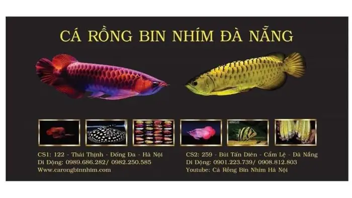 Cá Rồng Bin Nhím Đà Nẵng: Loài Cá Gì Và Có Gì Đặc Biệt?