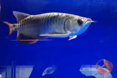 Cá Rồng Blue Base Crossback