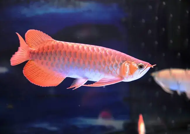 Nguyên Nhân Khiến Cá Rồng Bỏ Ăn Nằm Đáy