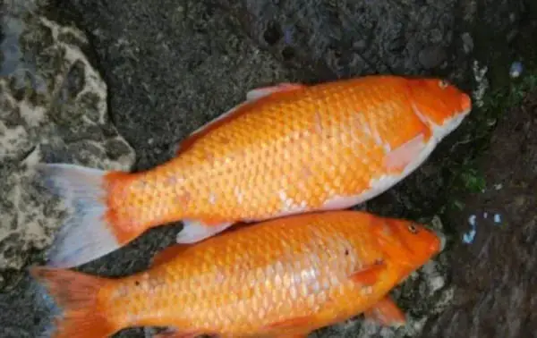 Cá Rồng Bơi Nghiêng: Nguyên Nhân, Cách Nhận Biết Và Phương Pháp Xử Lý Hiệu Quả