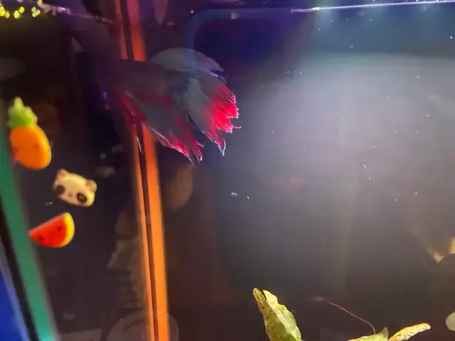 Cá Rồng Cắn Đuôi: Nguyên Nhân & Cách Xử Lý Hiệu Quả