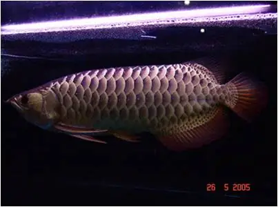 Tìm Hiểu Về Loài Cá Rồng | Cổng Ttđt Tài Năng Trẻ Quốc Gia