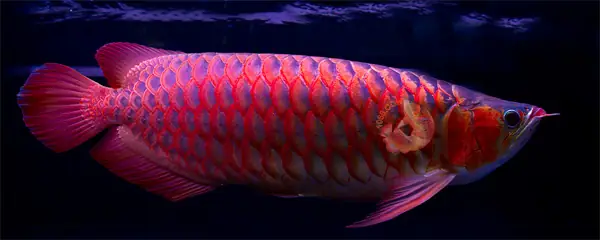 Cá Rồng Chili Red: Toàn Cảnh Loài Cá Cảnh Quý Hiếm Và Cách Chăm Sóc