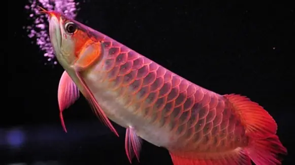 Cá Rồng Chili Red: Toàn Cảnh Loài Cá Cảnh Quý Hiếm Và Cách Chăm Sóc
