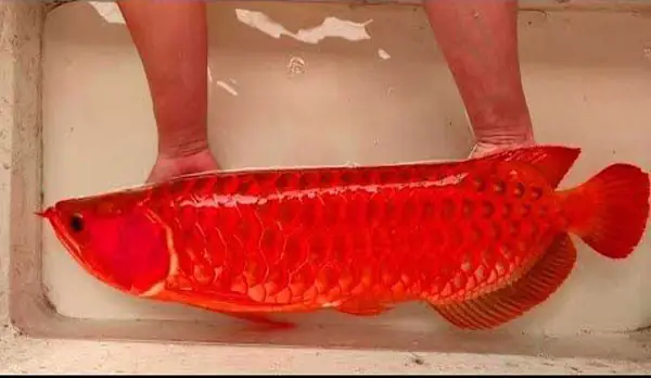 Cá Rồng Chili Red: Toàn Cảnh Loài Cá Cảnh Quý Hiếm Và Cách Chăm Sóc