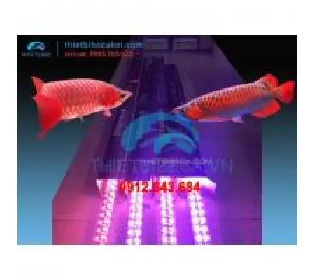 Cá Rồng Dài 1m7: Loài Cá Cảnh Khổng Lồ Và Bí Mật Đằng Sau Kích Thước Ấn Tượng