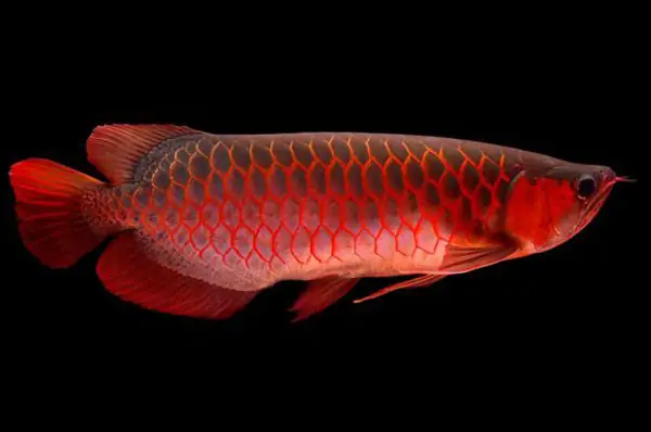 Cá Rồng Huyết Đỏ