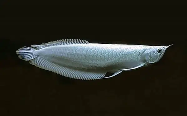 Cá Rồng Bạch Kim