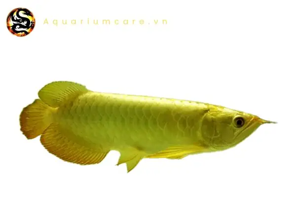 Cá Rồng Kim Long Quá Bối Full Helmet