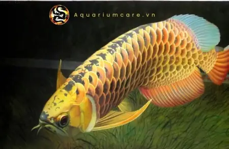 Cá Rồng Kim Long Quá Bối Full Helmet - Vi Sinh Cá Cảnh Aquarium ...