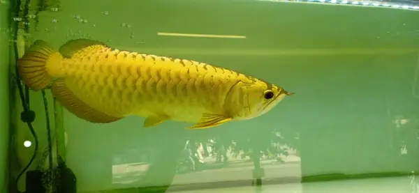 Các Thuật Ngữ Và Tên Gọi Của Cá Rồng