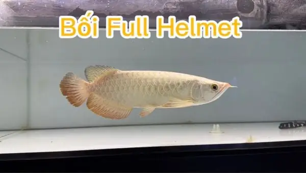 Bối Full Helmet – Cá Rồng Sài Gòn