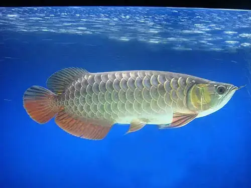 Nguyên Nhân Phổ Biến Dẫn Đến Tình Trạng Cá Rồng Gãy Nan Đuôi