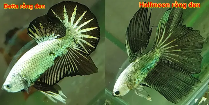 Cá Betta Rồng Đen