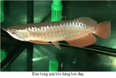 Cá Rồng Giá Sỉ Cá Rồng Giá Sỉ