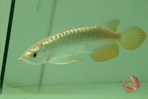 Cá Rồng Hải Phòng