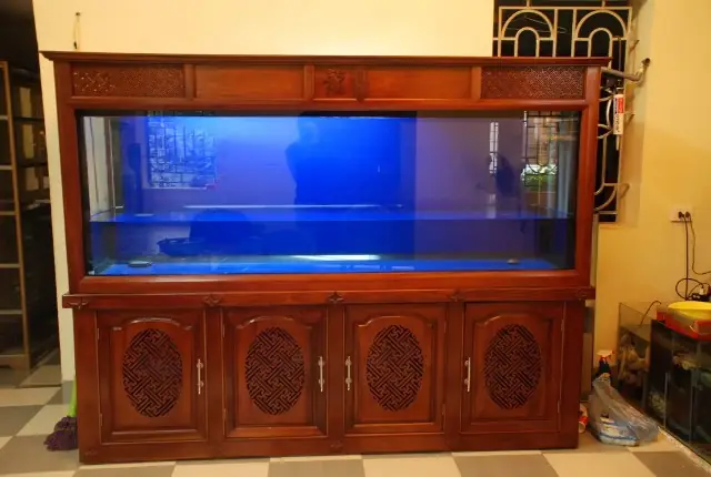 Cá Rồng Hay Bị Giật Mình: Nguyên Nhân & Giải Pháp Toàn Diện