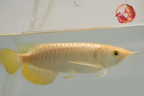 Cá Rồng Hb Giá Rẻ Cá Rồng Hb Giá Rẻ