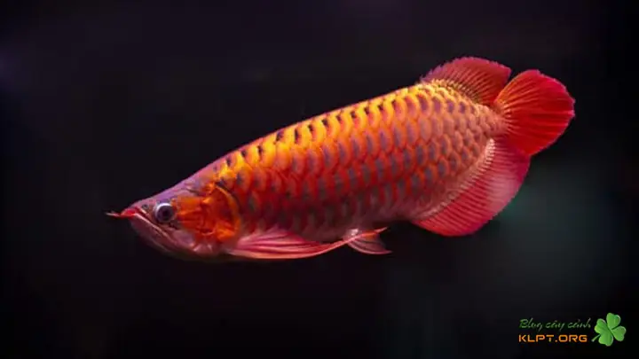 Kim Long Hồng Vĩ – Redtail Golden Kim Long Hồng Vĩ – Redtail Golden