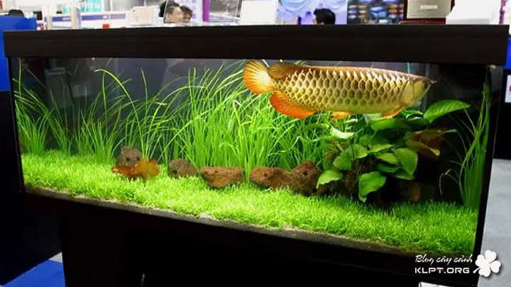 Bể Nuôi Cá Phù Hợp Với Cá Rồng Highback Là Gì? Như Thế Nào? Bể Nuôi Cá Phù Hợp Với Cá Rồng Highback Là Gì? Như Thế Nào?