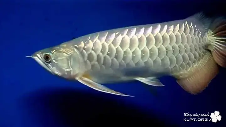 Cao Lưng Hồng Vỹ – Cá Rồng Highback Golden Cao Lưng Hồng Vỹ – Cá Rồng Highback Golden