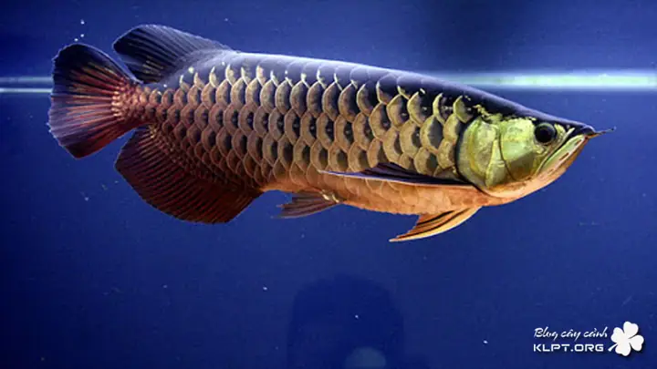 Cá Rồng Highback Blue Based – Green Based Cá Rồng Highback Blue Based – Green Based