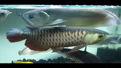 Cá Rồng Highback Độc Đáo Và Những Đặc Điểm Không Thể Bỏ Qua - Vi ...