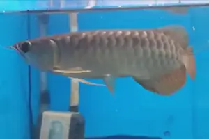 Bluebase Highback, Blue Base Hightback Arowana