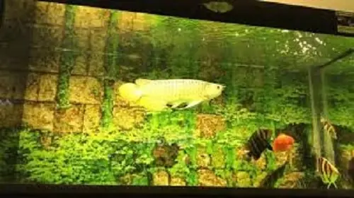 + Cao Lưng Hồng Vĩ – Highback Golden