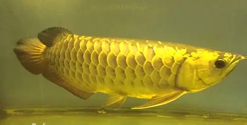 2/ Cá Rồng Highback Blue Based – Green Based