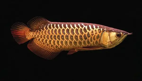 Cá Rồng Highback Nuôi Phông Đen