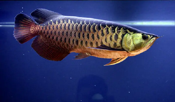 Một Số Lưu Ý Khi Nuôi Cá Rồng Highback